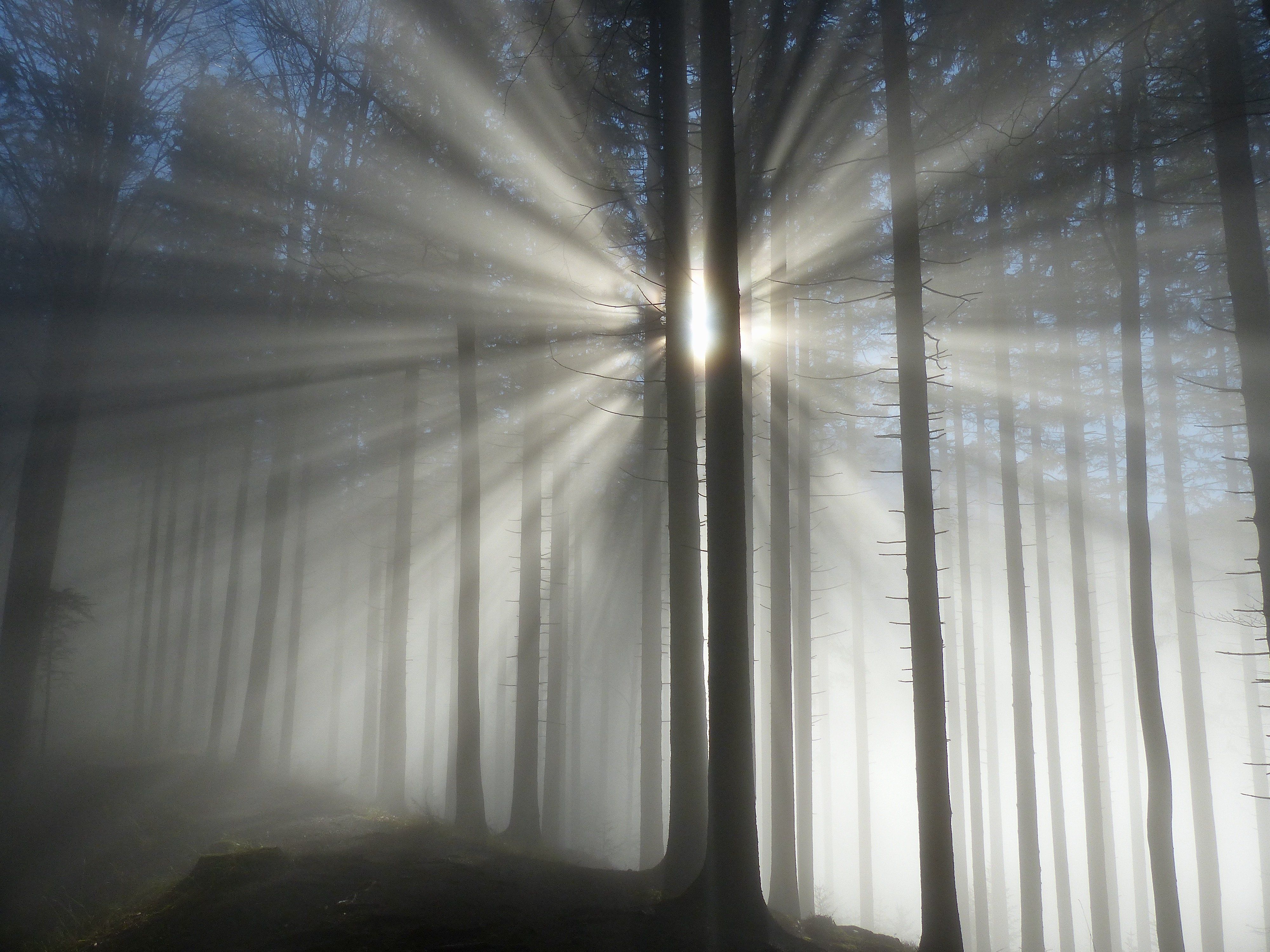 landscape, nature, fog, forest, sun, light, mood, trees, travel, mist, rays, , Svetlana Povarova Ree