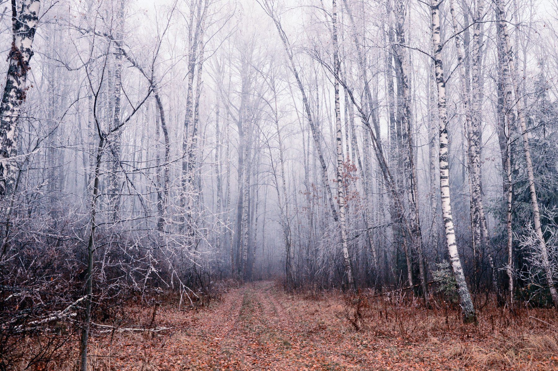 лес, осень, зима, иней, пейзаж, Юлия Абрамова
