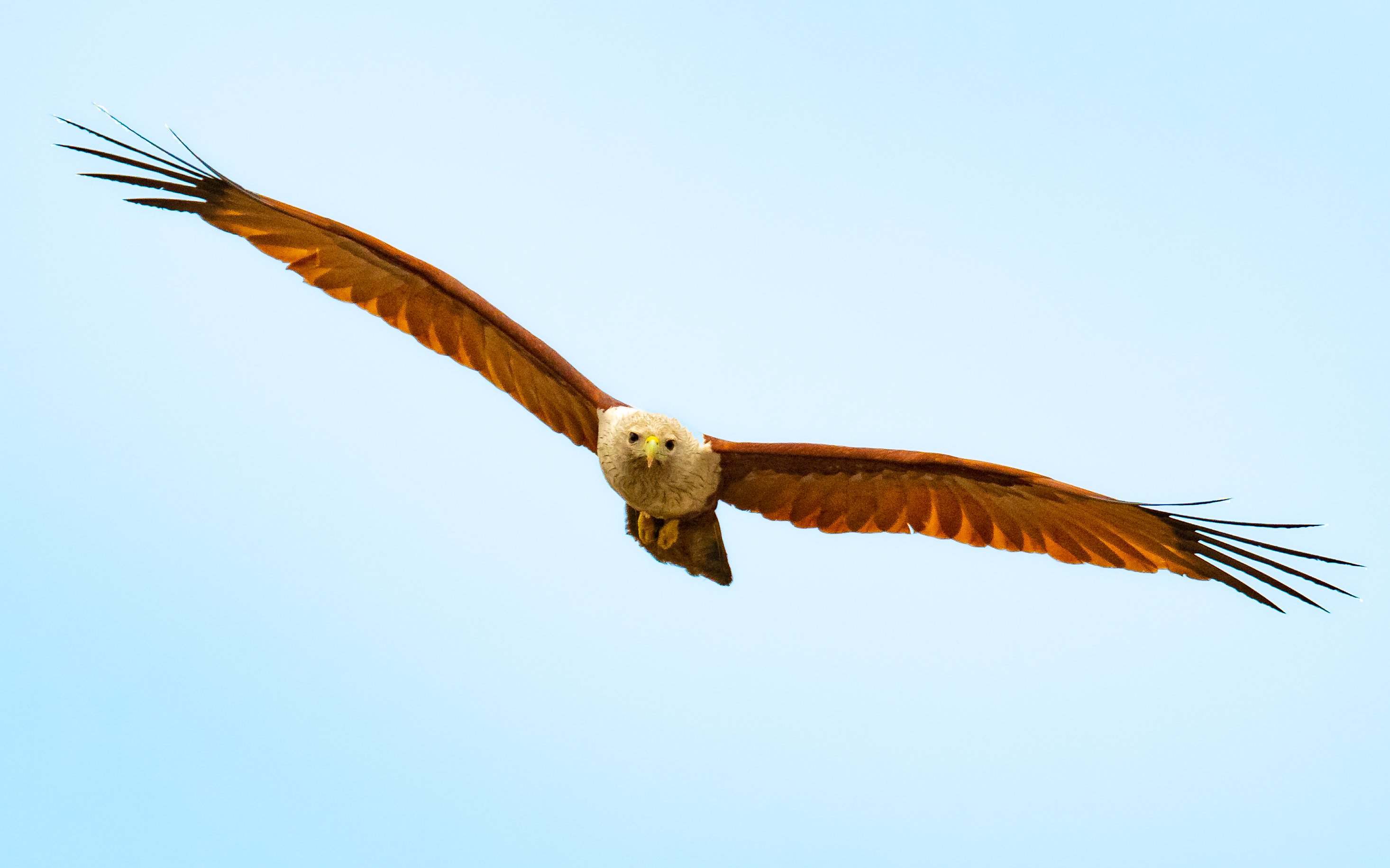 kite eagle raptor wings fly hunt predator prey kill catch, Nabarun Majumdar