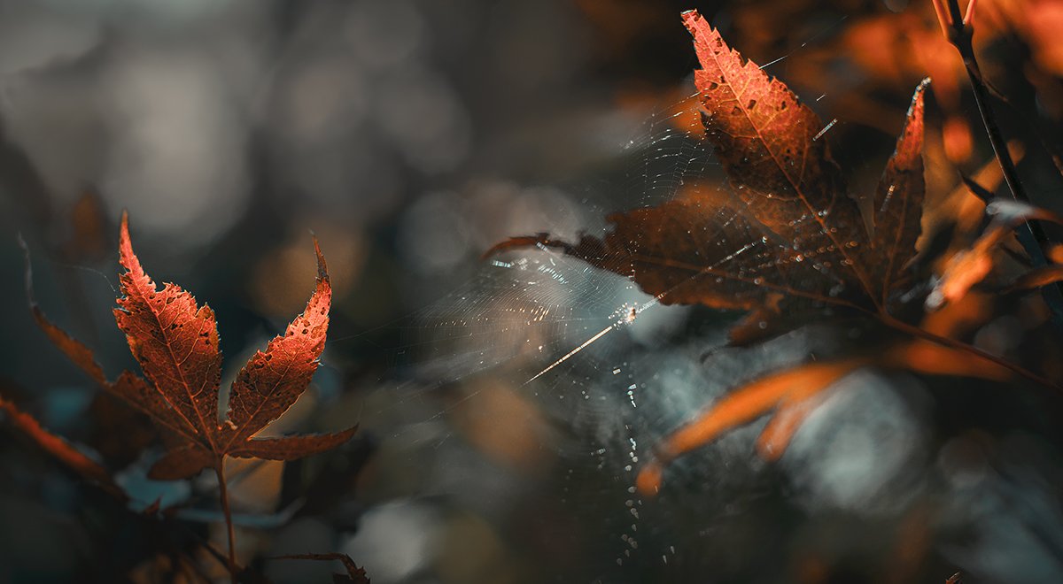 природа, макро, осень, клен японский дланевидный, паутина, Неля Рачкова