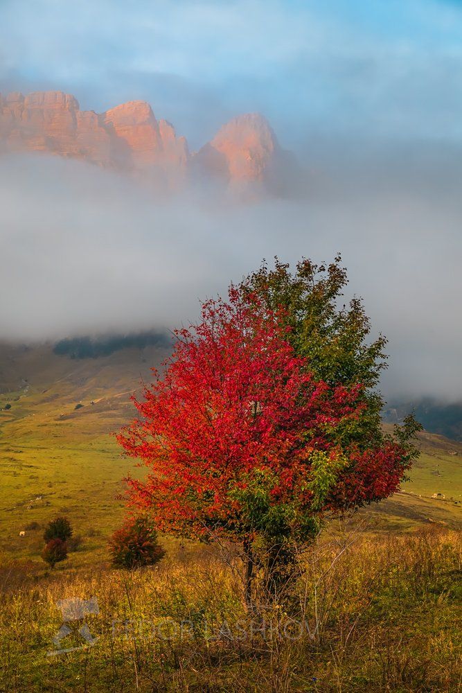 горы, кавказ, ингушетия, дерево, красное, туман, скалы, осенний, осенью, листва,, Лашков Фёдор