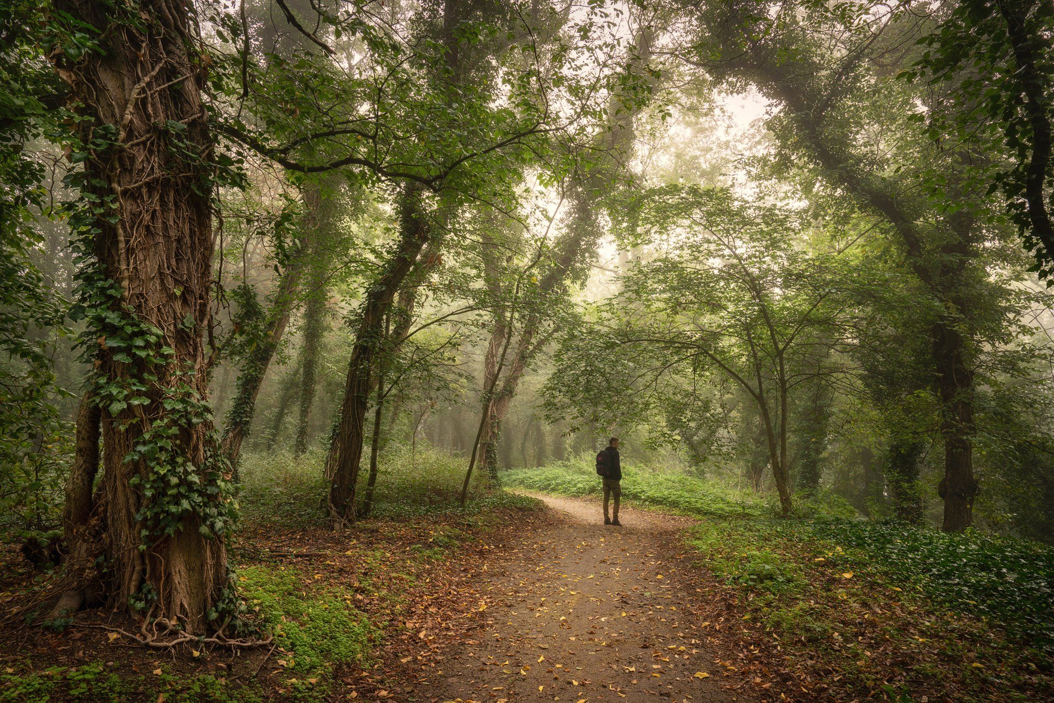 гулять в волшебном саду magic garden autumn foggy morning dranikowski park path trees mist, Radoslaw Dranikowski