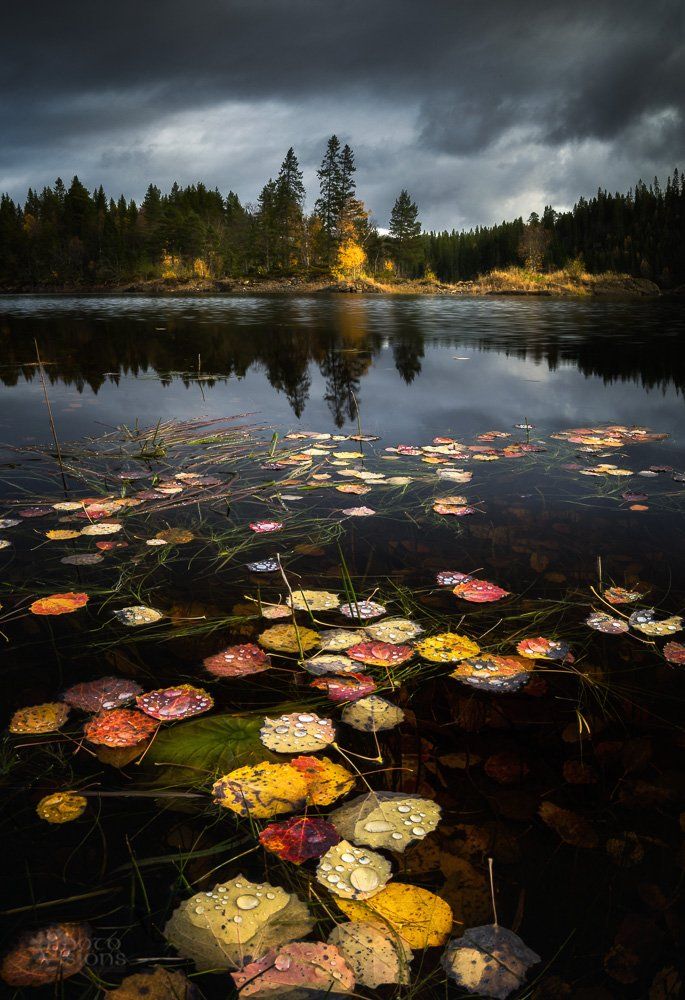 lake,autumn,leaves,colors,norway,lake shore,autumnal,island,, Adrian Szatewicz