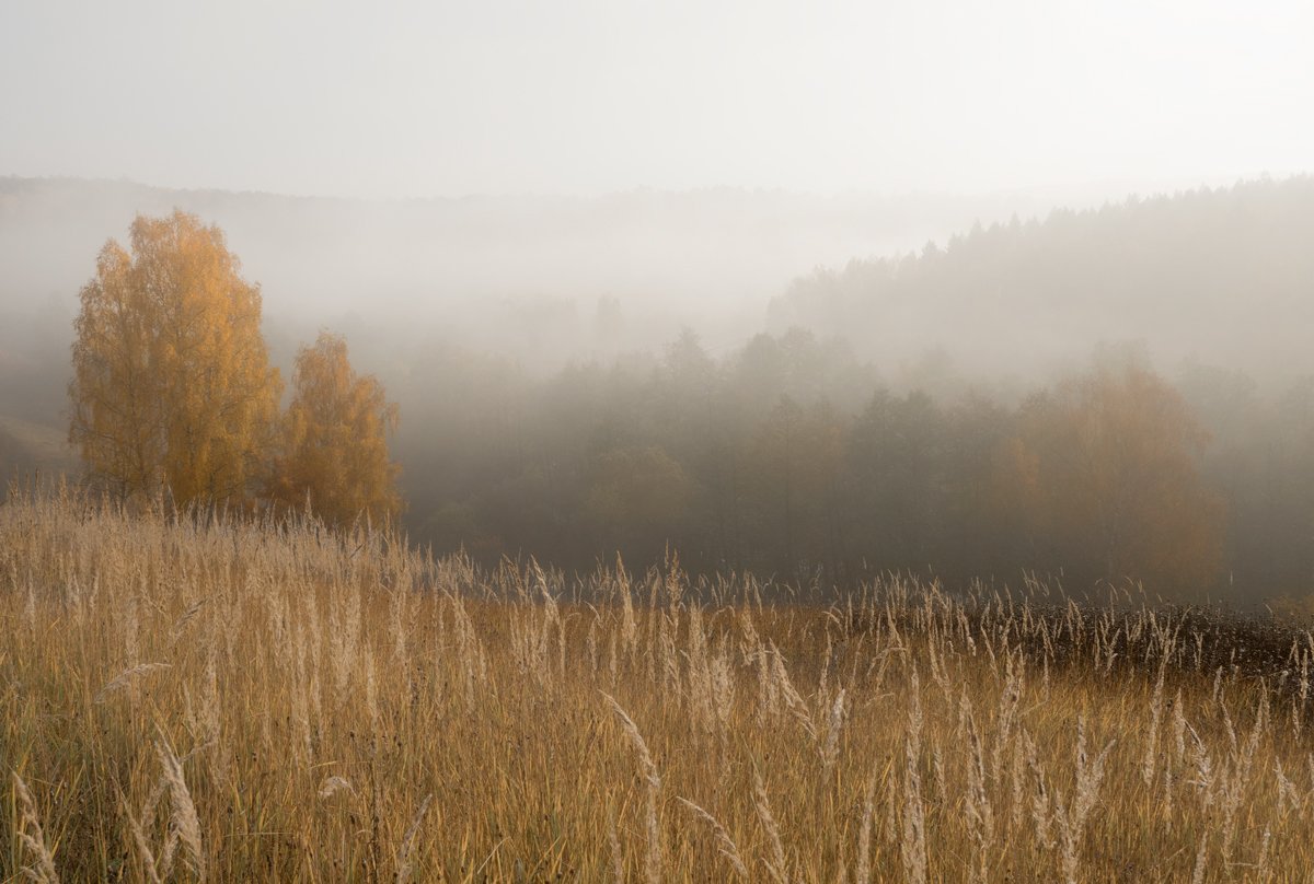 лес, свет, утро, природа, Баранов Олег