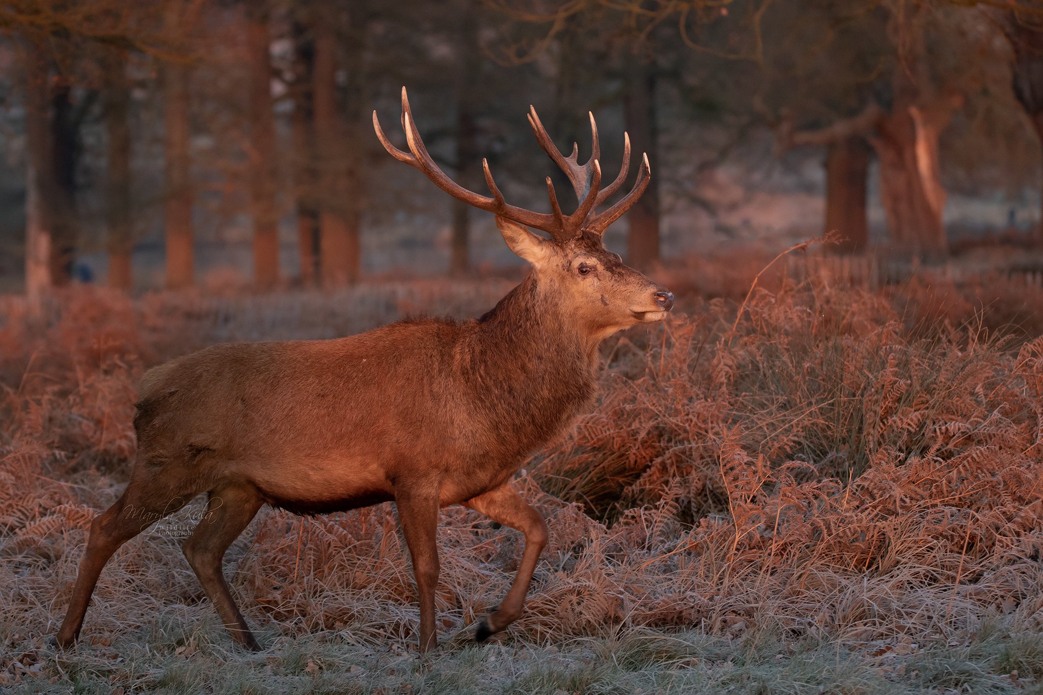 red deer, stag, animals,  nature, wildlife, early morning light, canon,, MARIA KULA