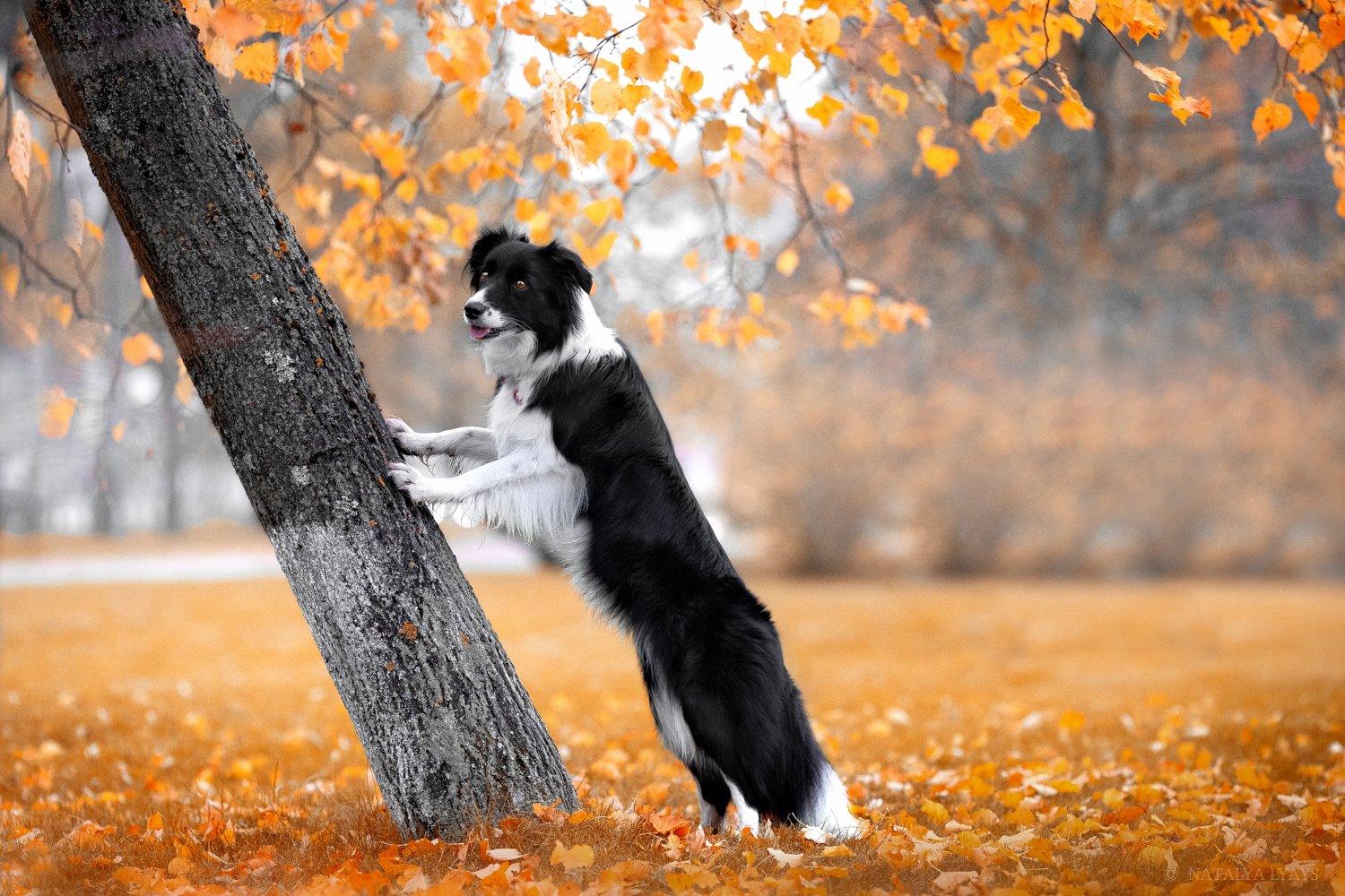 собака,фото дня,питомец, животные, осень, природа, pet, no people,autumn, canon,animal, Наталья Ляйс