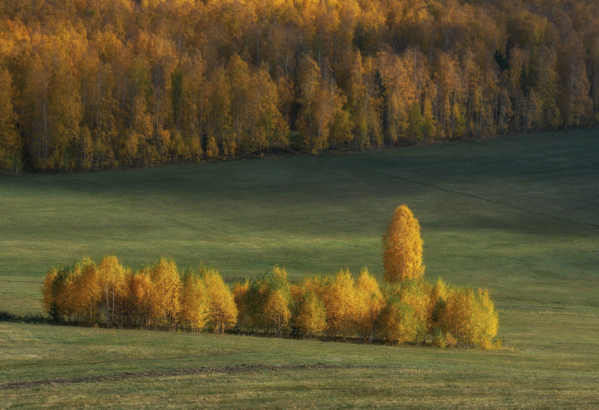 осень, пейзаж, деревья, поле, Евгений Гецев