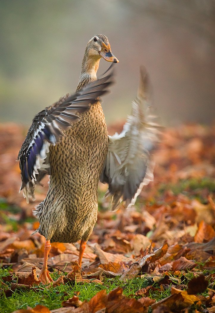 , Robert Adamec