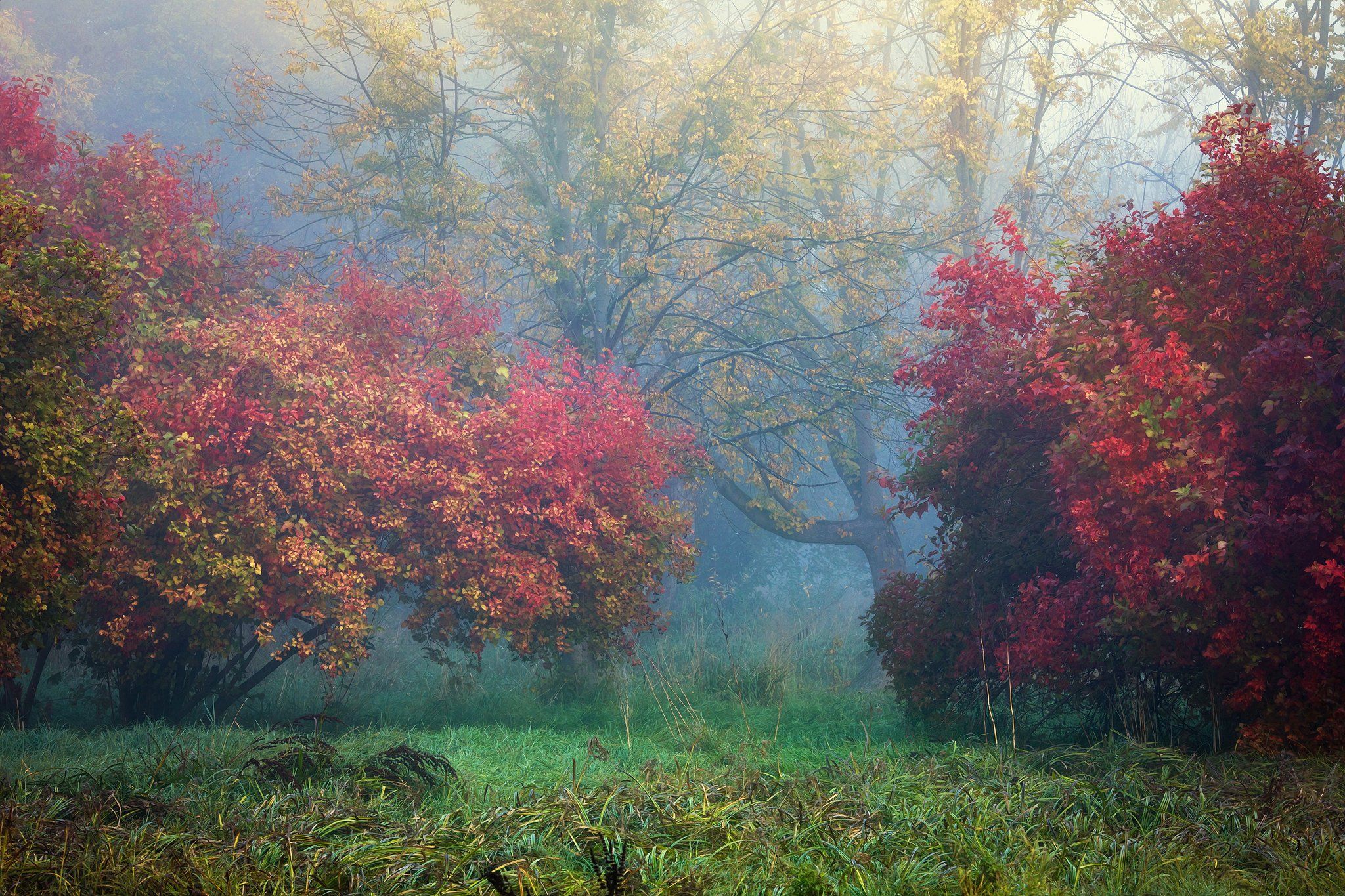 autumn symphony осенняя симфония magic garden park trees grass colourful mist foggy morning, Radoslaw Dranikowski