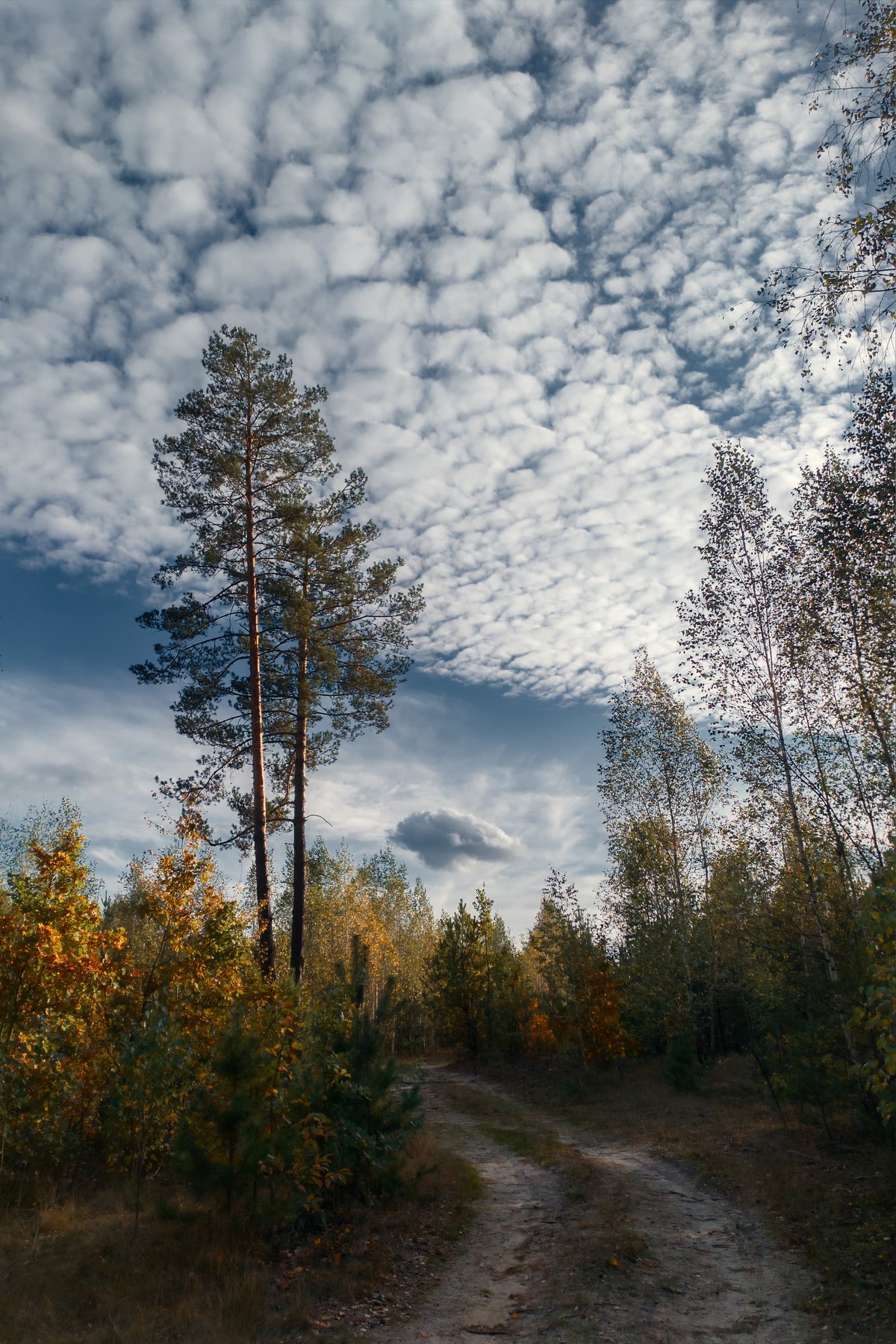 украина, коростышев, природа, лес, тишина, уединение, счастье, жизнь, воздух, вдохновение, облака, березки, деревья, фотограф, чорный,, Александр Чорный