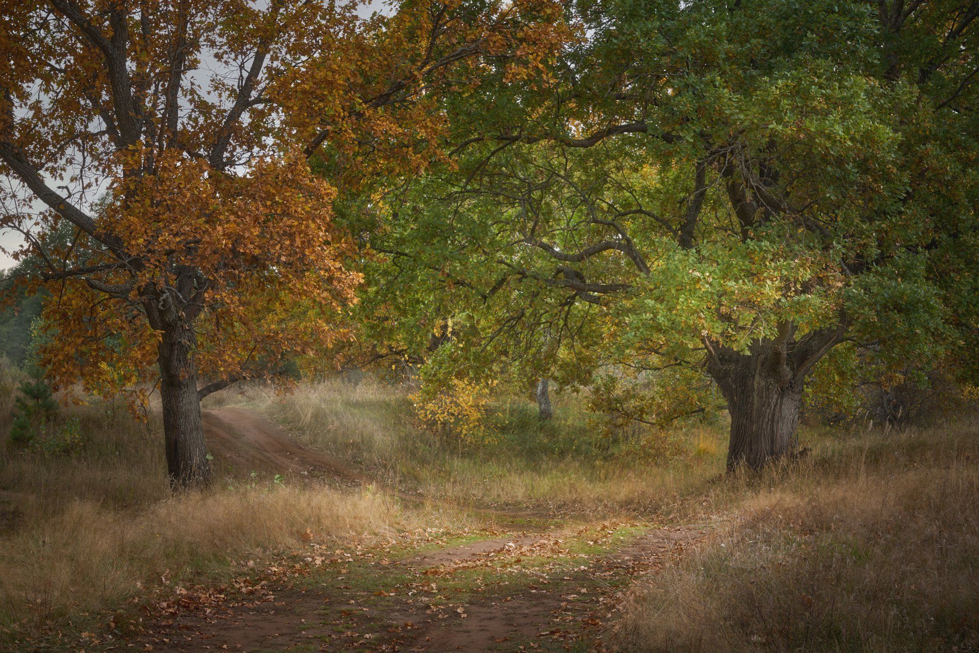 осень, дубы, лес, Григорий Бельцев