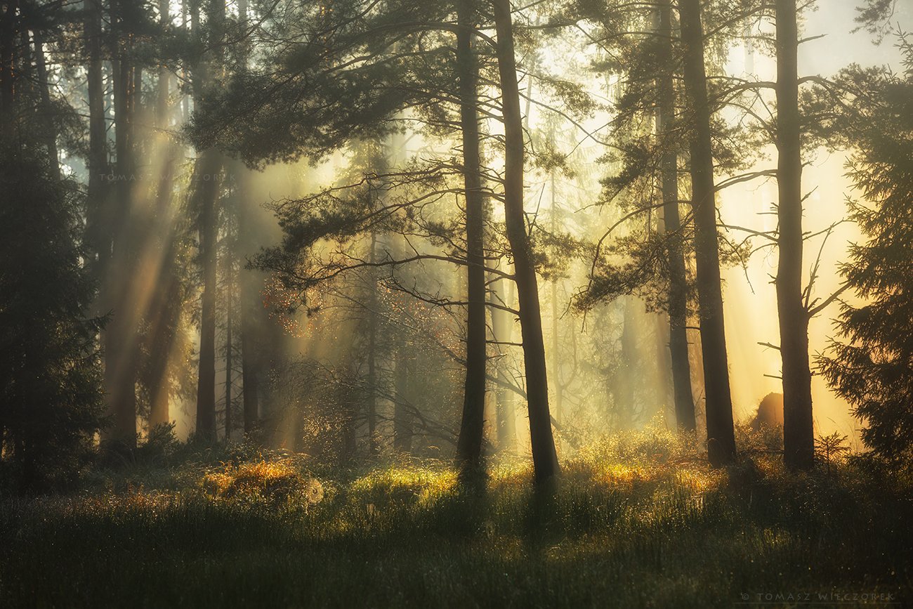 landscape, poland, light, autumn, awesome, amazing, rays, sunrise, sunset, lovely, nature, travel, morning, trees, spider, web, breath, Tomasz Wieczorek