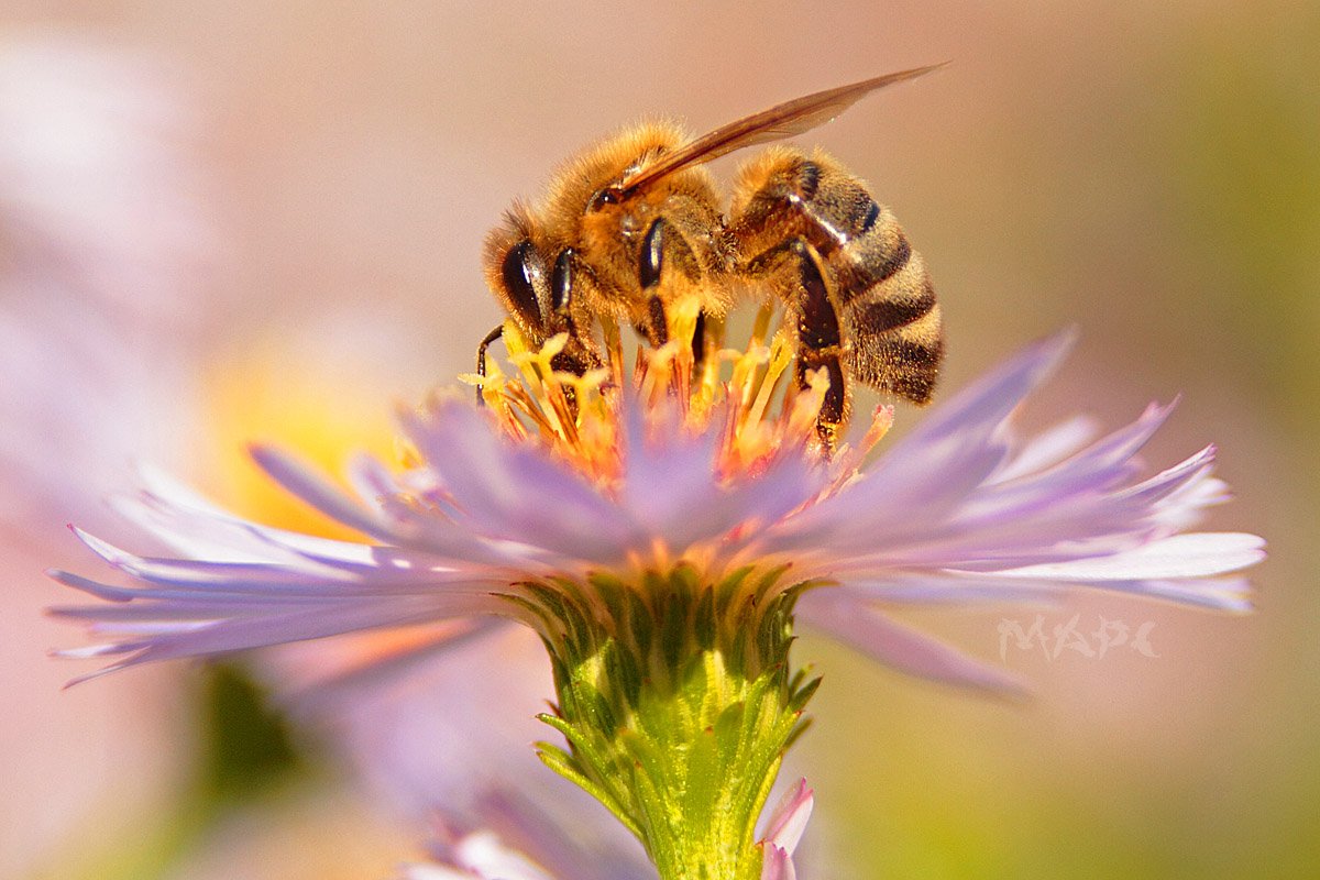 макро пчела цветок осень, Шангареев Марс
