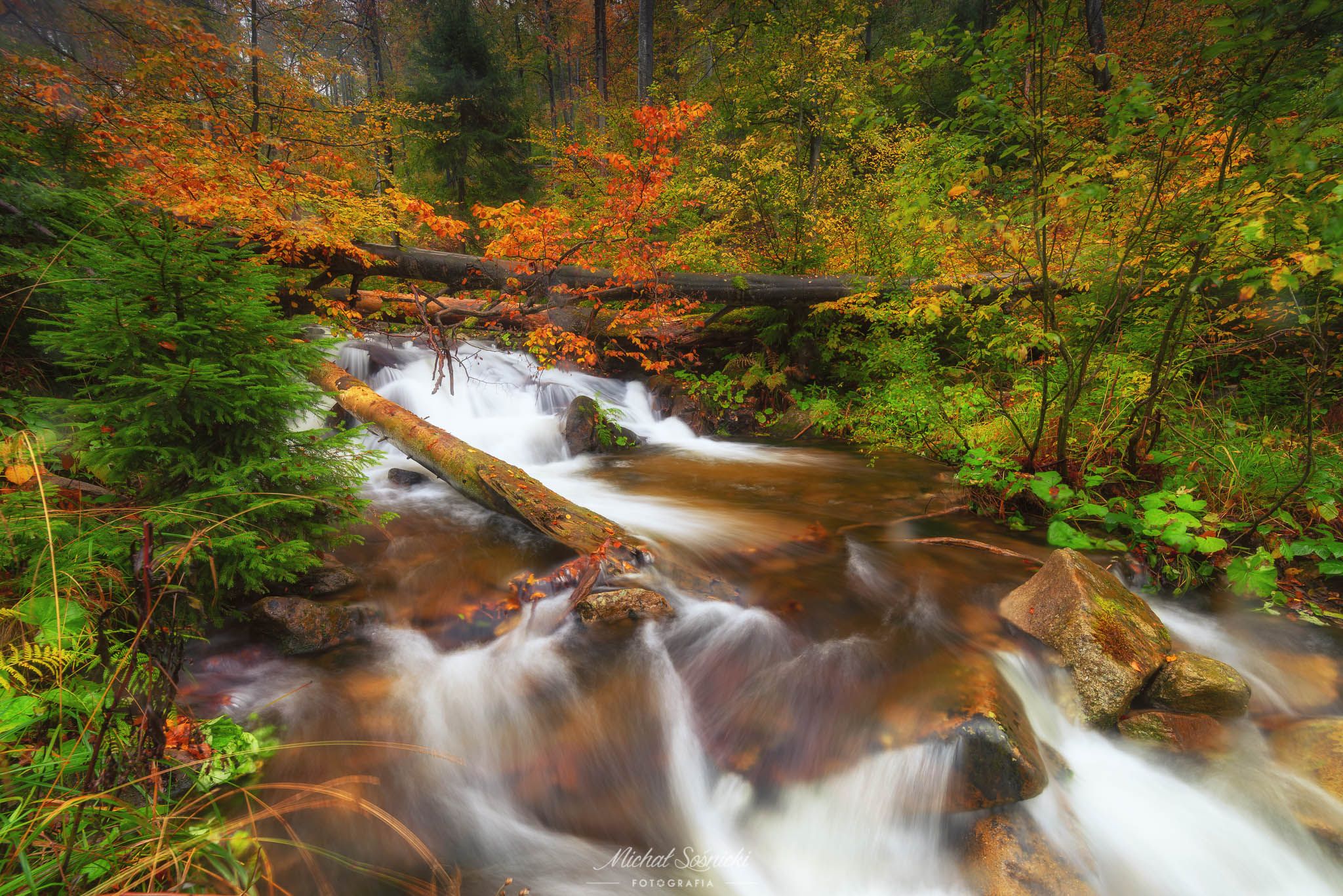 #tree #river #home #autumn #color #poland #benro #pentax #like, Michał Sośnicki