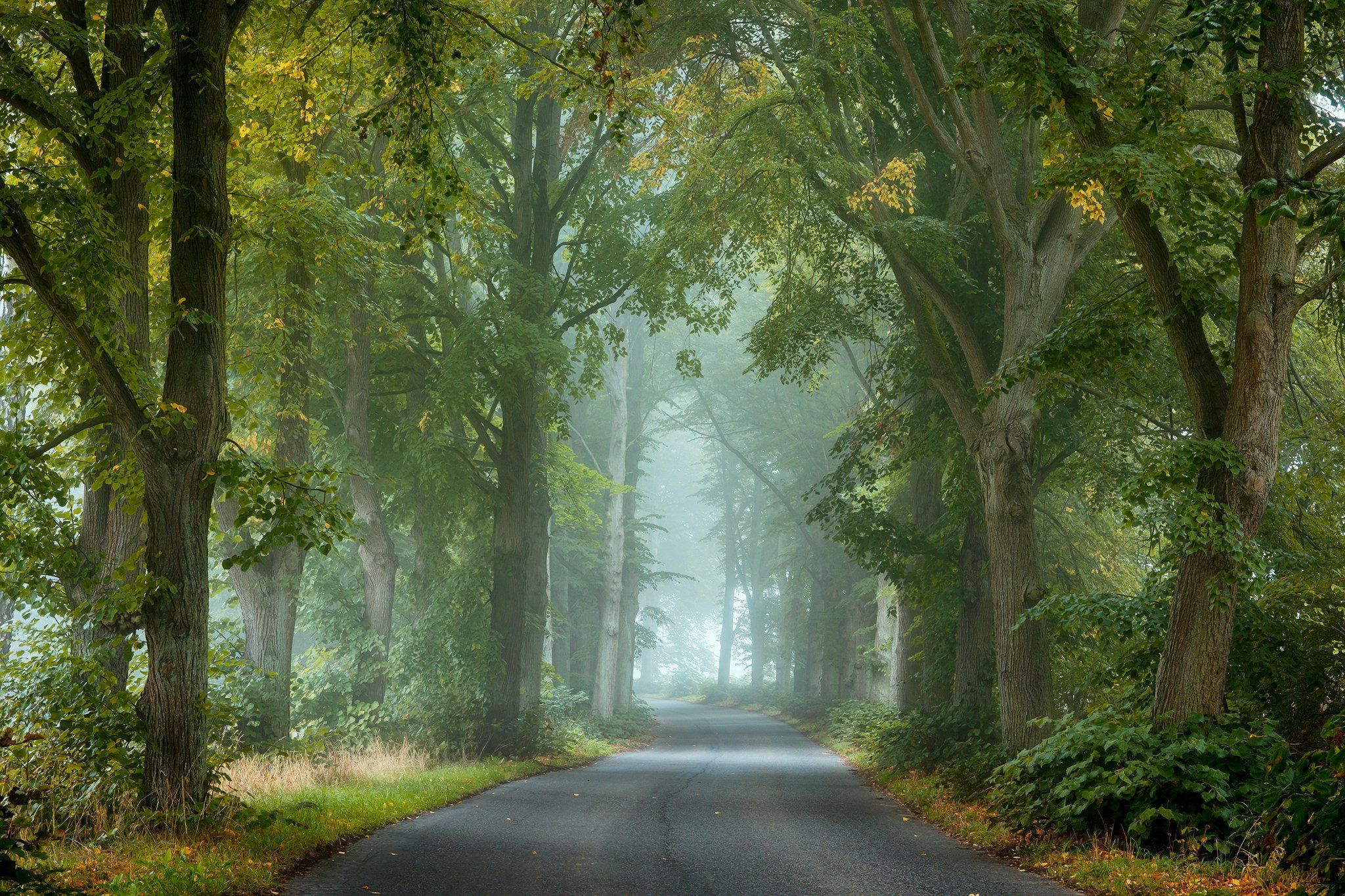 misty road path autumn fall fog dranikowski foggy morning magic trees light, Radoslaw Dranikowski