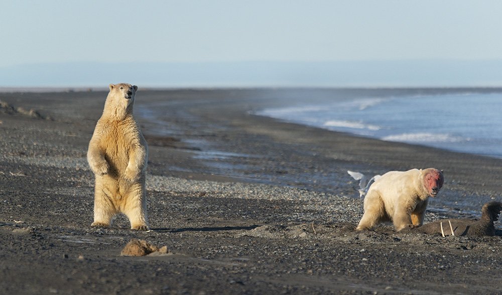 чукотка арктика север 180 меридиан белый медведь полярный морской, Максим Деминов