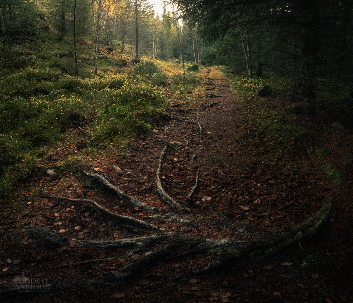 forest,woodland,norway,boreal,autumn,autumnal,nature,, Adrian Szatewicz