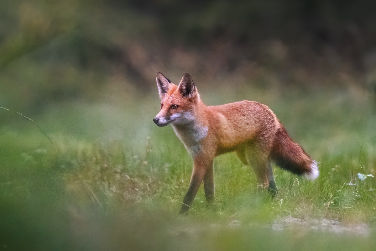 fox, wildlife, лиса, дикая природа, Wojciech Grzanka