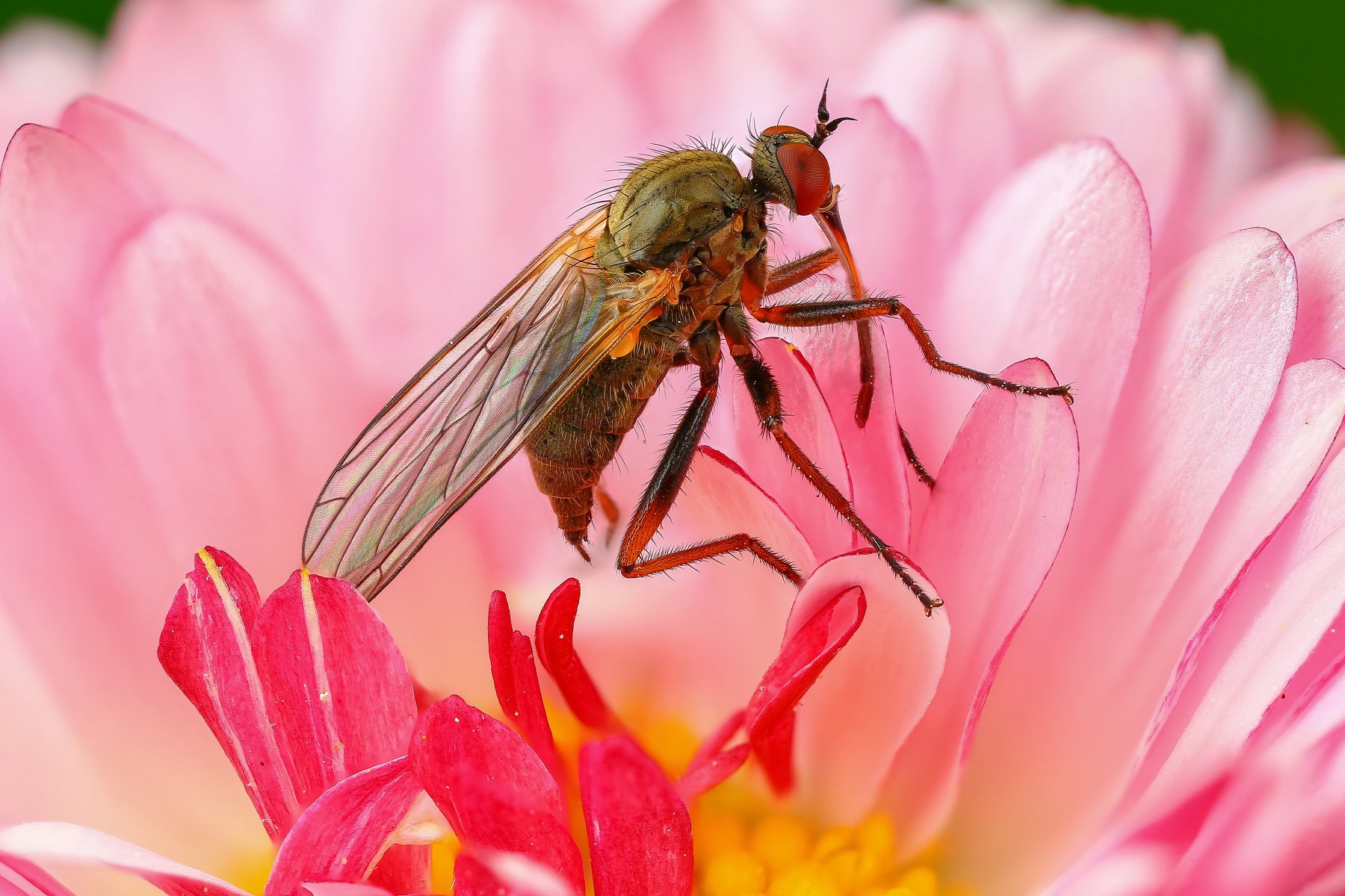 макро,природа,муха,насекомое,цвет,коричневый,розовый,животное,растение,цветок, Андрей Шаповалов