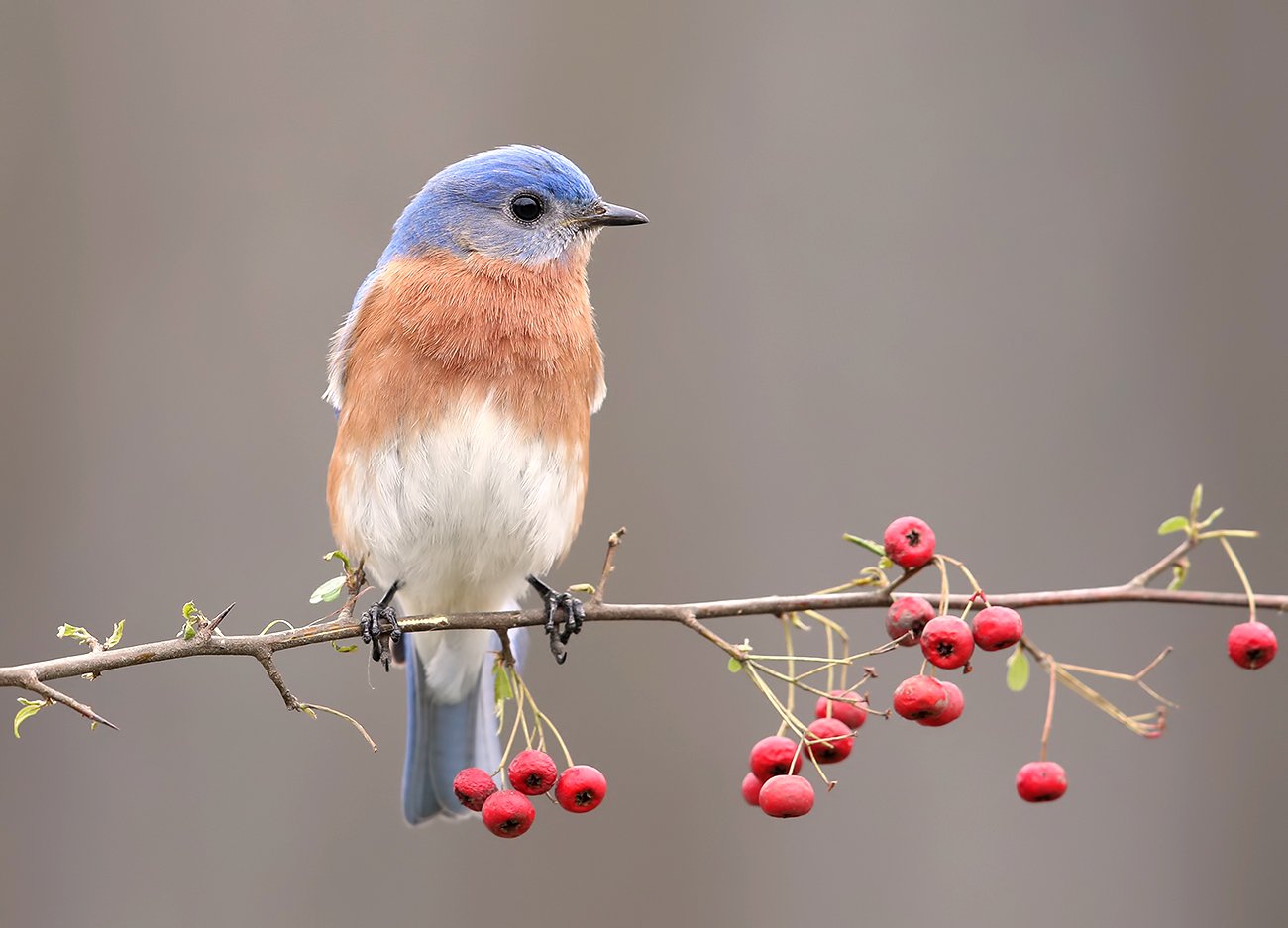 восточная сиалия, eastern bluebird,bluebird, Elizabeth Etkind