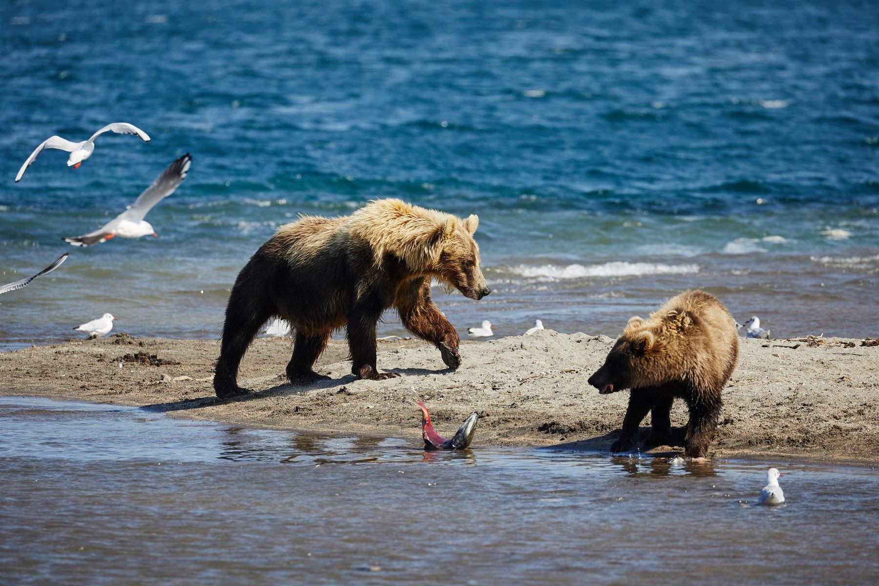 Курильские острова России медведь ловит рыбу
