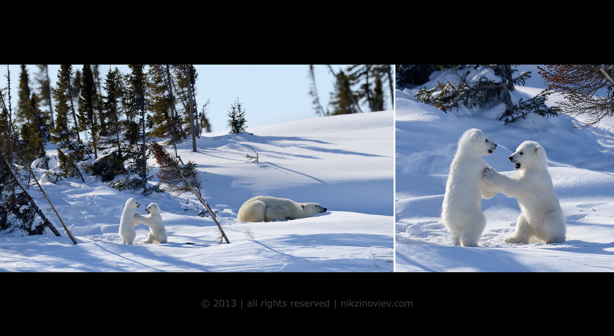 белая медведица, медвежата, дикая природа, арктика, канада, николай зиновьев, Николай Зиновьев