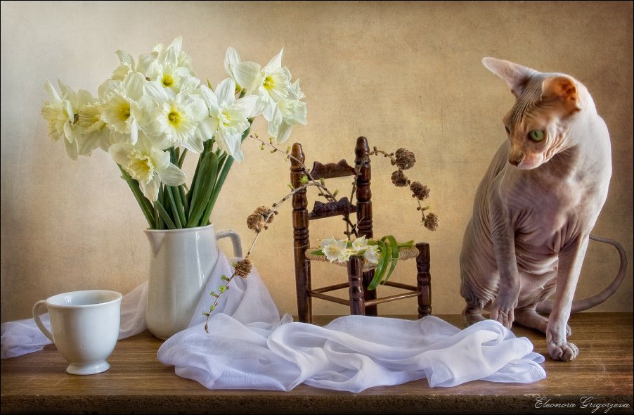 кошка, сфинкс, весна, нарцисс, цветы, Eleonora Grigorjeva