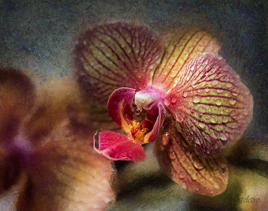 цветы, орхидея, Наталья Кузнецова (Nateletro)