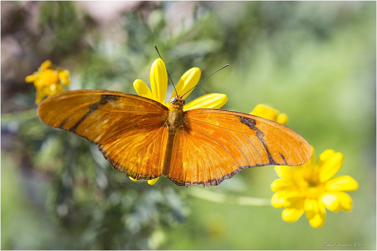 бабочка,цветы,лето,крылья,цвет, Michael Latman
