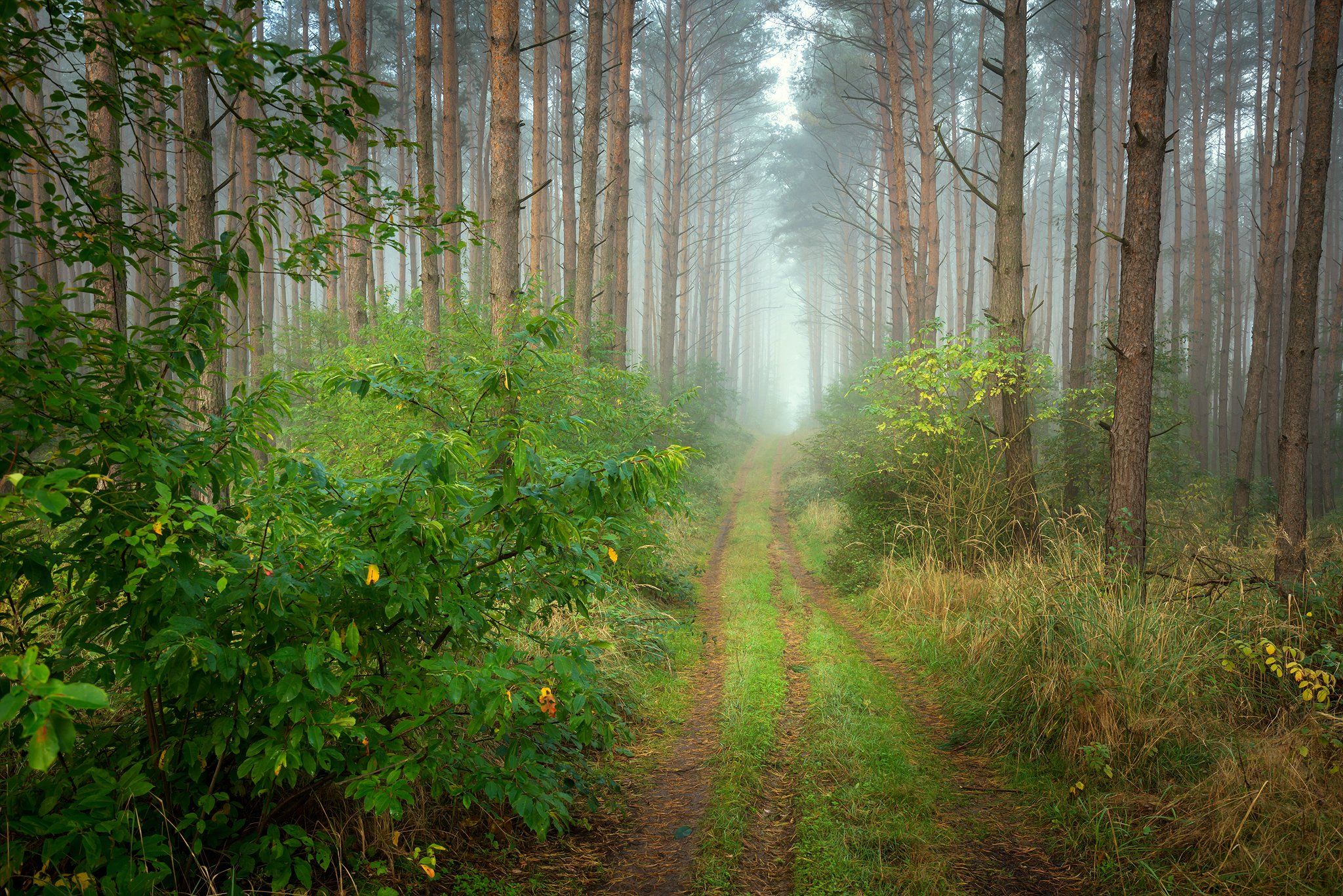 лесная дорога forest road magic mist foggy morning trees path misty dranikowski green autumn fall nature, Radoslaw Dranikowski