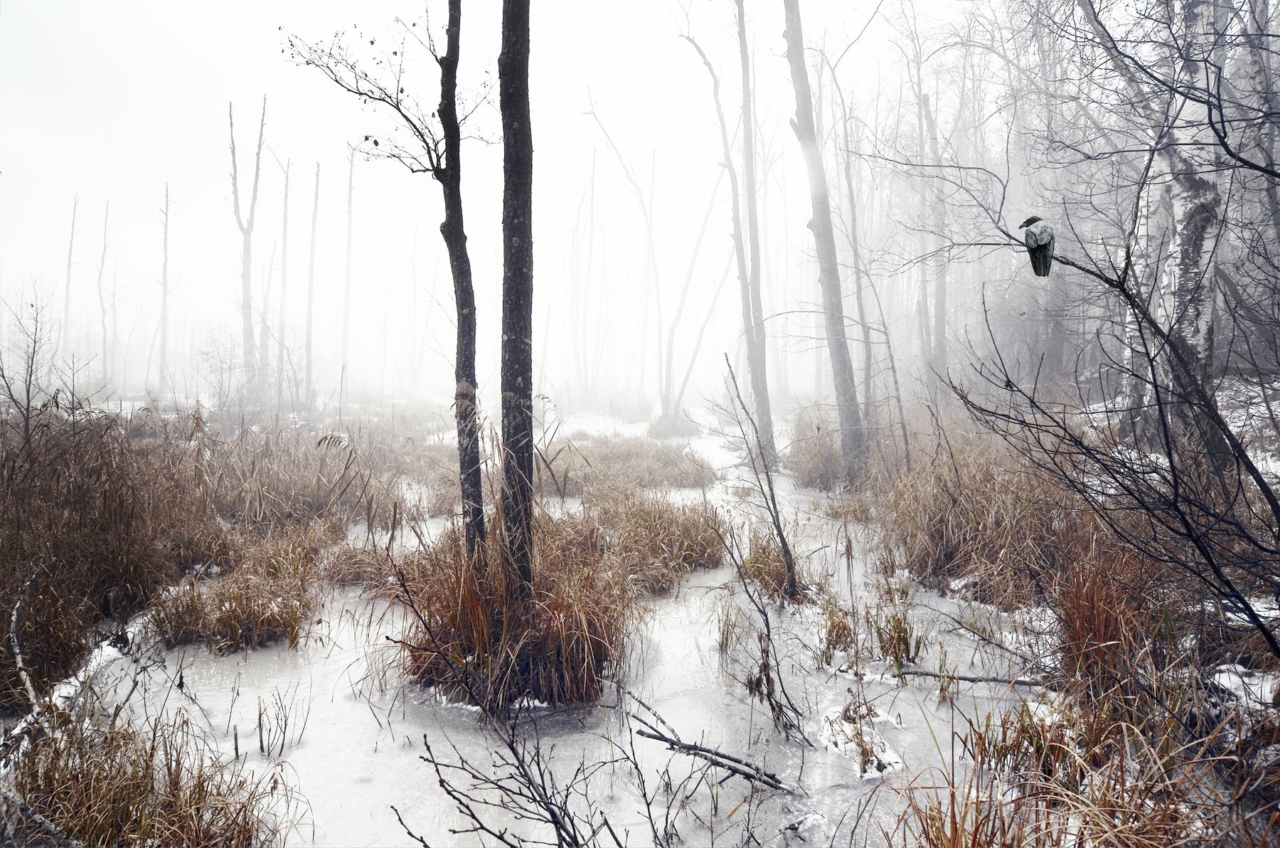 пейзаж, заморозки, осень, болото, настроение, Мария Захарова