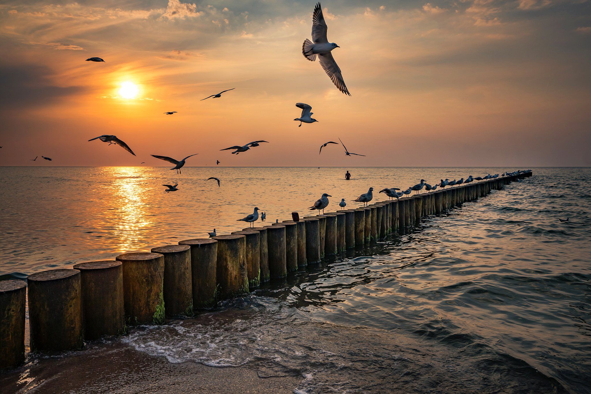 закат над балтийским морем sunset over the baltic sea gulls birds water sunset sun water poland dranikowski sky clouds nature, Radoslaw Dranikowski