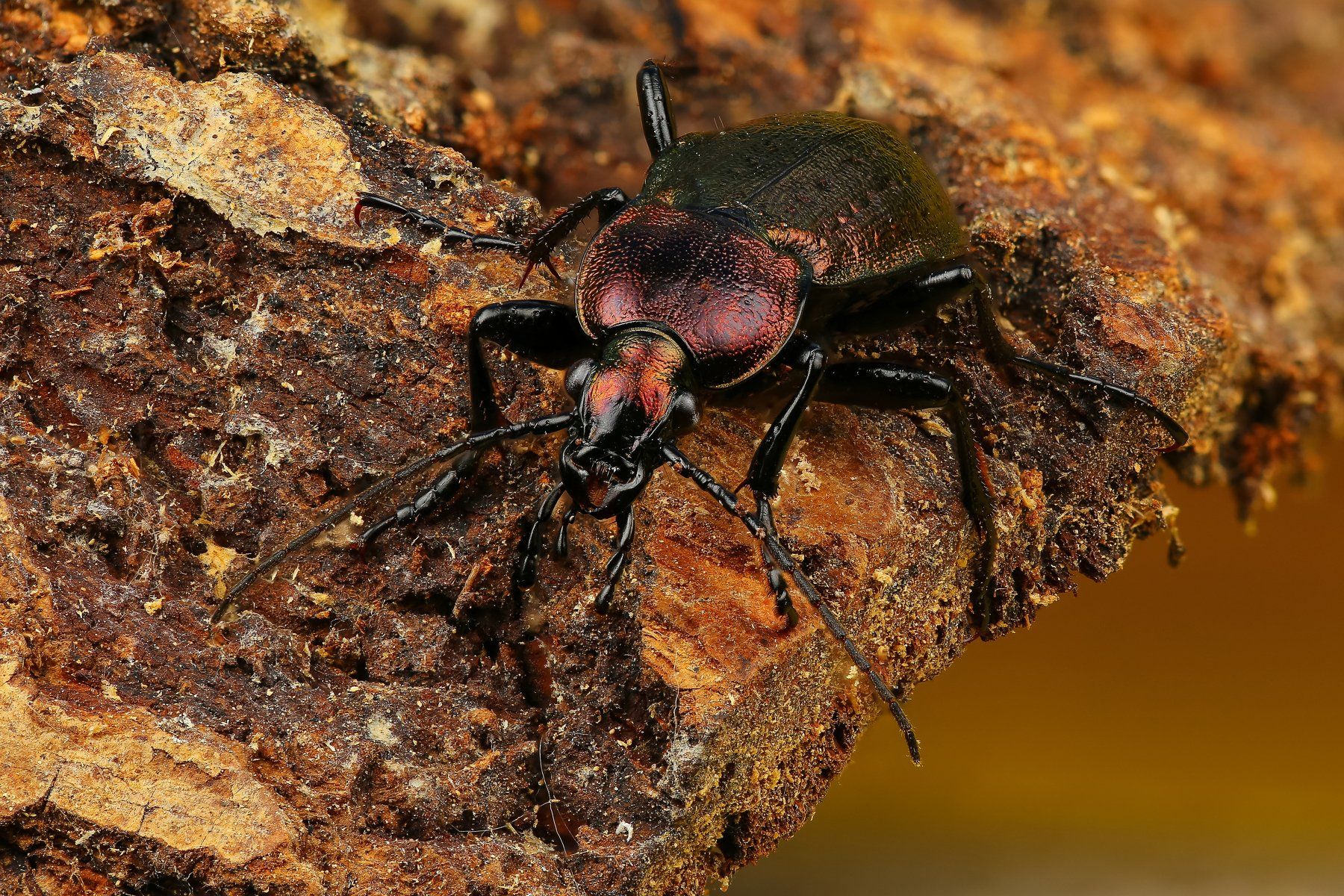 макро,природа,насекомое,животное,жук,цвет,коричневый, Андрей Шаповалов