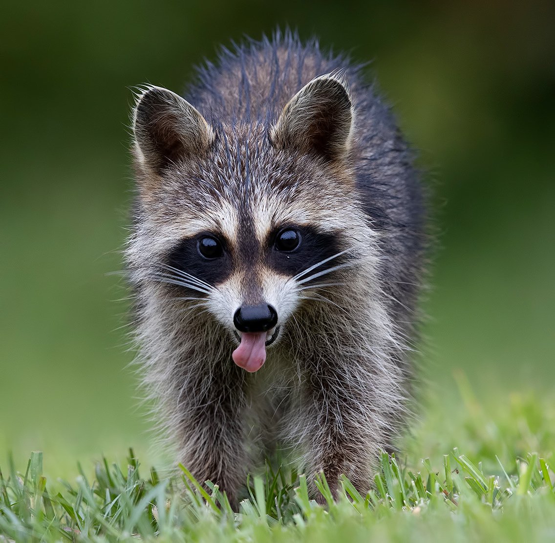 енот обыкновенный, енот-полоскун, raccoon, енот, дикие животные, животные, animals, Elizabeth Etkind