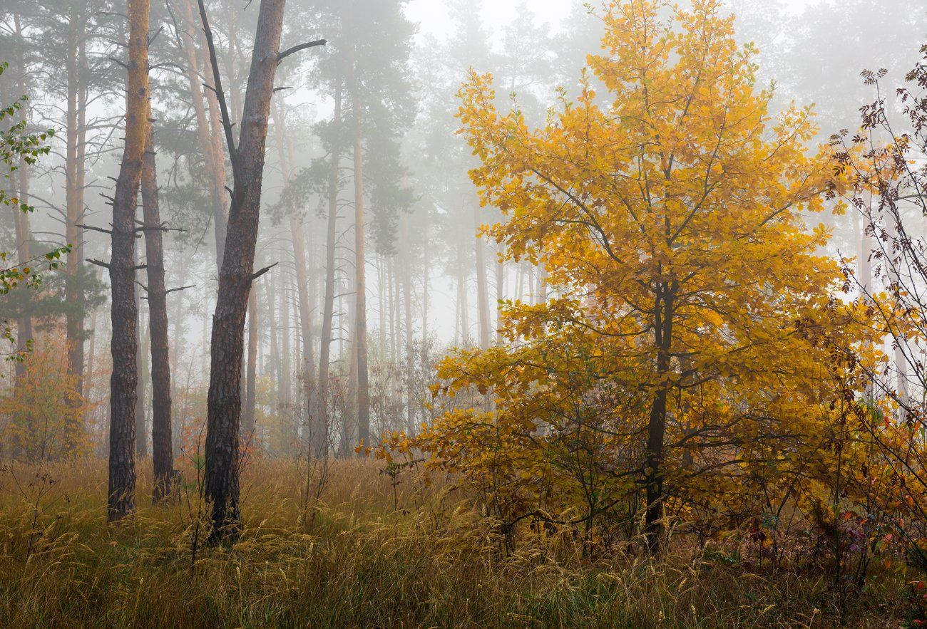 лес, осень, октябрь, туман, дуб, Галанзовская Оксана