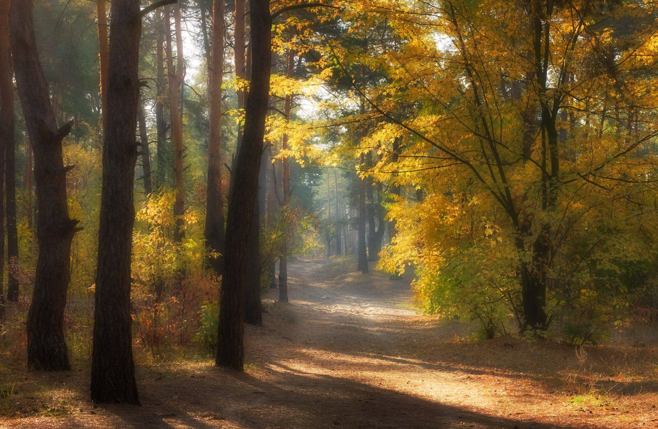 лес, осень, октябрь, утро, туман, рассвет, солнце, клен, Галанзовская Оксана