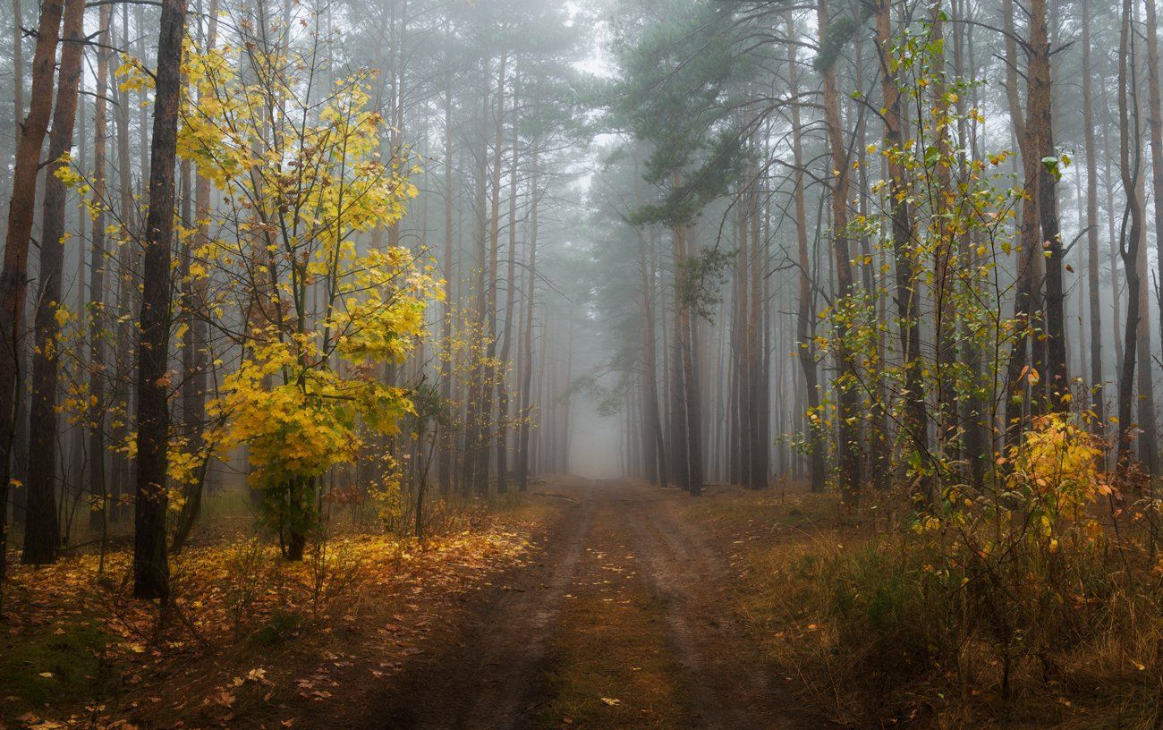 лес, осень, октябрь, туман, тропа, клен, Галанзовская Оксана