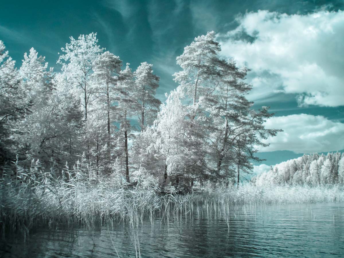 ладога, ладожское озеро, озеро, деревья, лето, карелия, инфракрасная фотография, ir, Сергей Козинцев