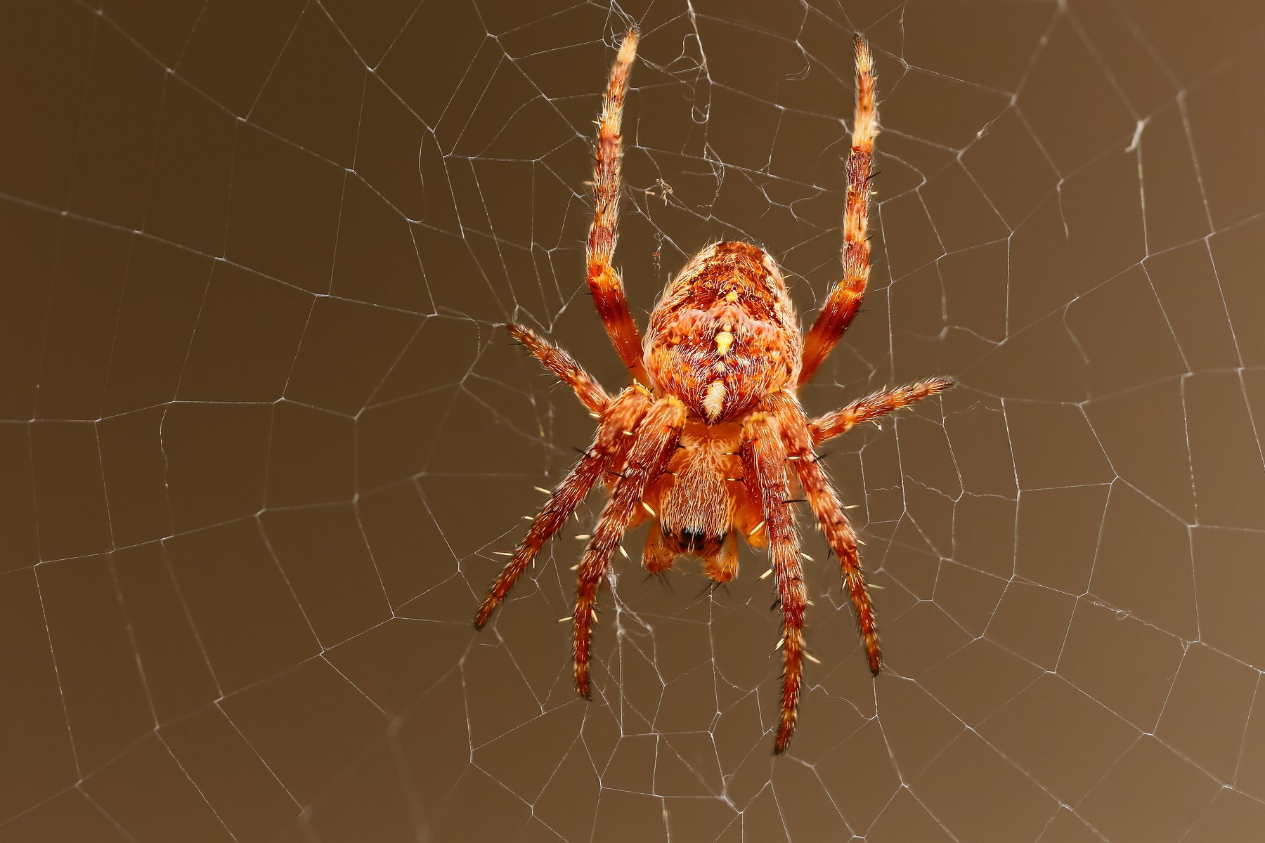 макро,природа,паук,цвет,коричневый,оранжевый,животное,паутина, Андрей Шаповалов