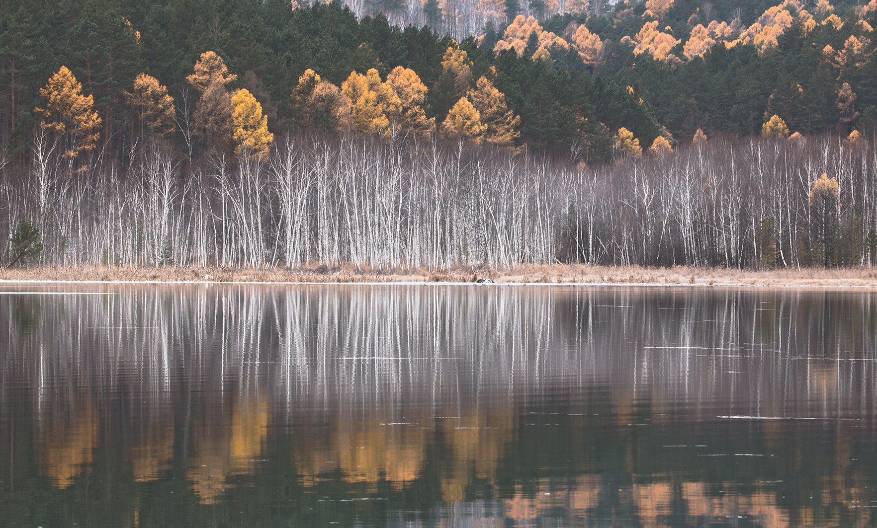 Осенний лес Фото Андрея Таничева, Андрей Таничев