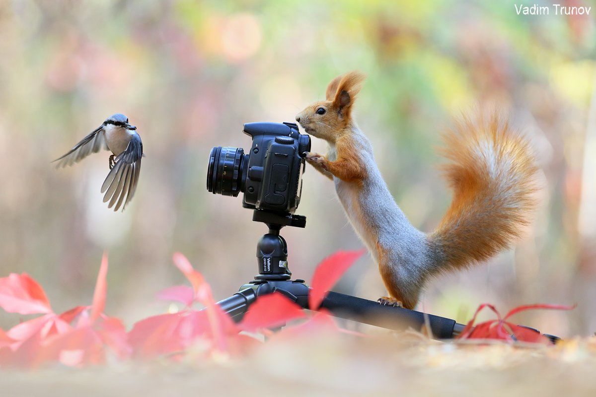белка, squirrel, птица, осень, фотосъёмка, Вадим Трунов