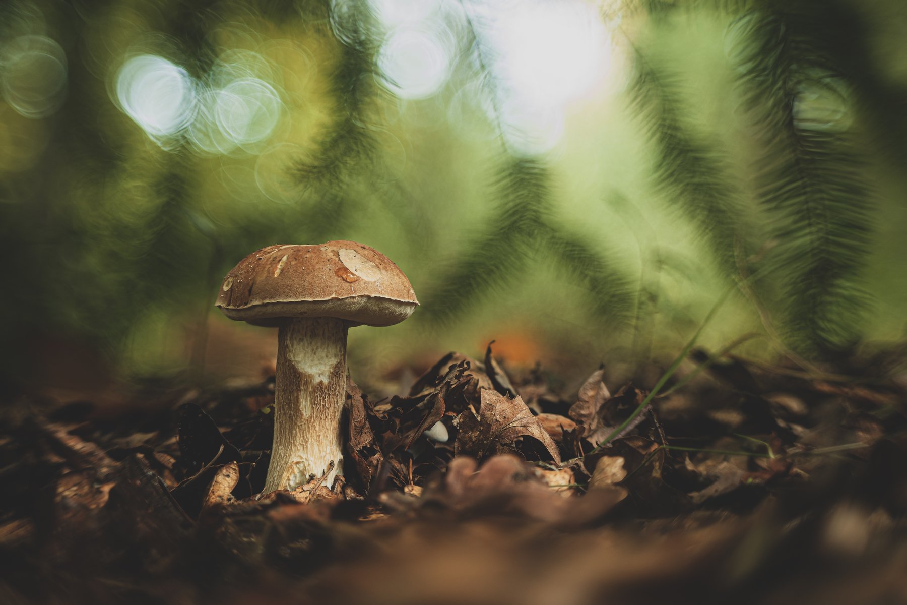 Boletus, macro, forest, mushroom, Antonio Coelho