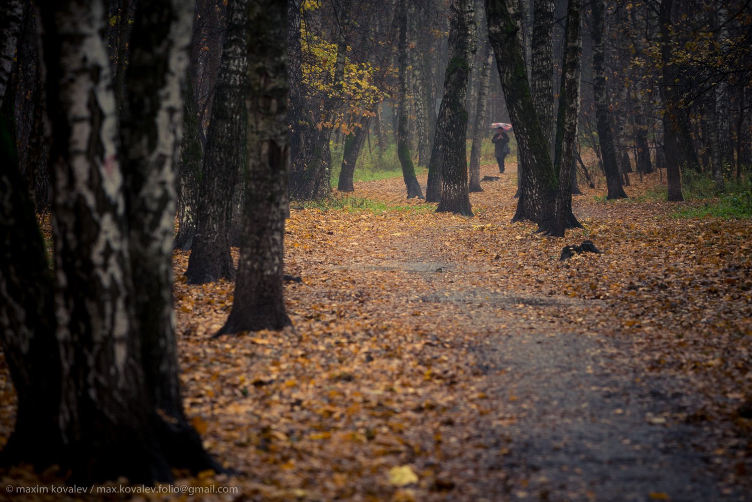 europe, kuzminki, moscow, russia, autumn, birch, foliage, forest, leaf, leaves, nature, park, path, plant, rain, tree, umbrella, walk, yellow, европа, кузьминки, москва, россия, берёза, дерево, дождь, дорожка, жёлтый, зонт, лес, лист, листва, листья, осен, Максим Ковалёв