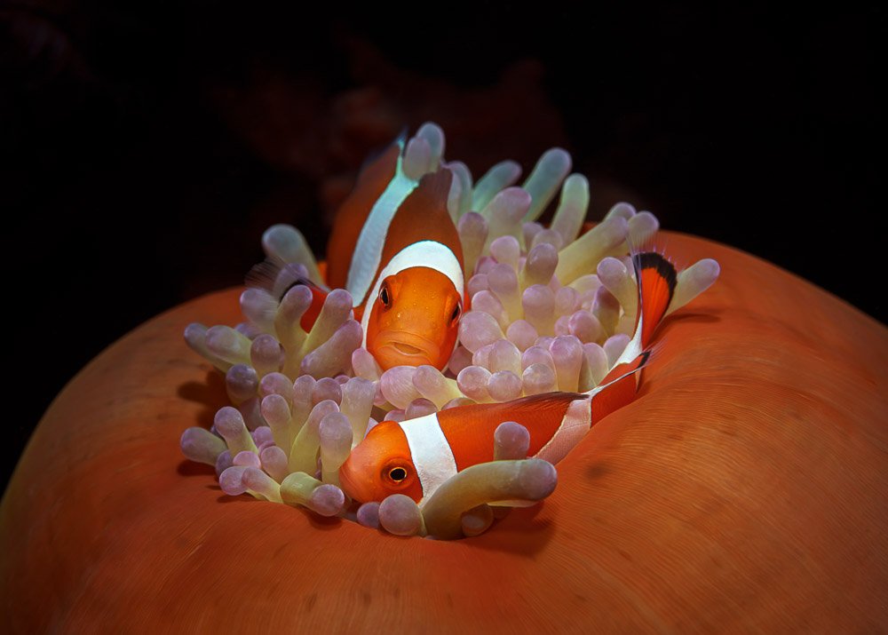 clown fish, anemone, diving, scuba, macro, nemo, Андрей Савин