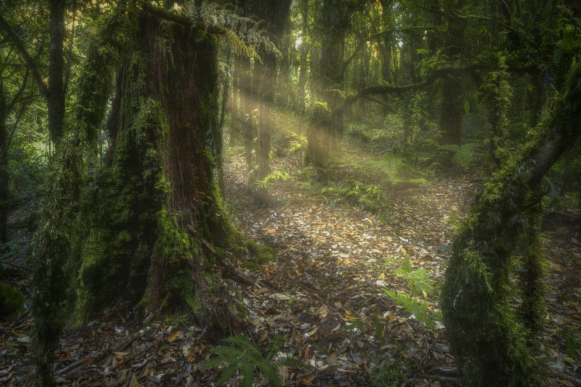 ang ka nature trail, doi ithanon, doi ithanon natural park, Forest, Leachen, Leaves, moss, primeval forest, Sun, sunbeam, Sunlight, sunray, thailand, trees, treetrunk, wildwood, virgin forest, Ludwig Riml