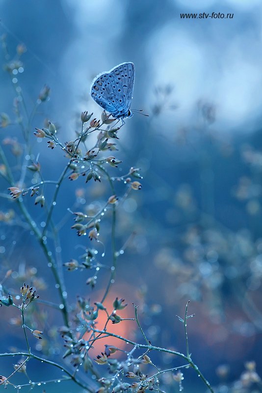 макро, природа, бабочка, Sokolova Tatiana