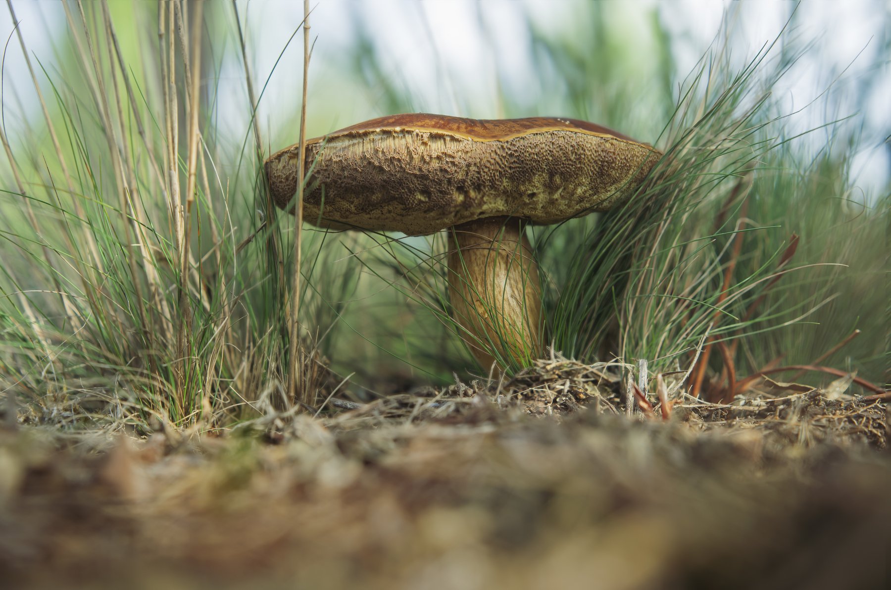 macro,  nature, mushroom, Antonio Coelho