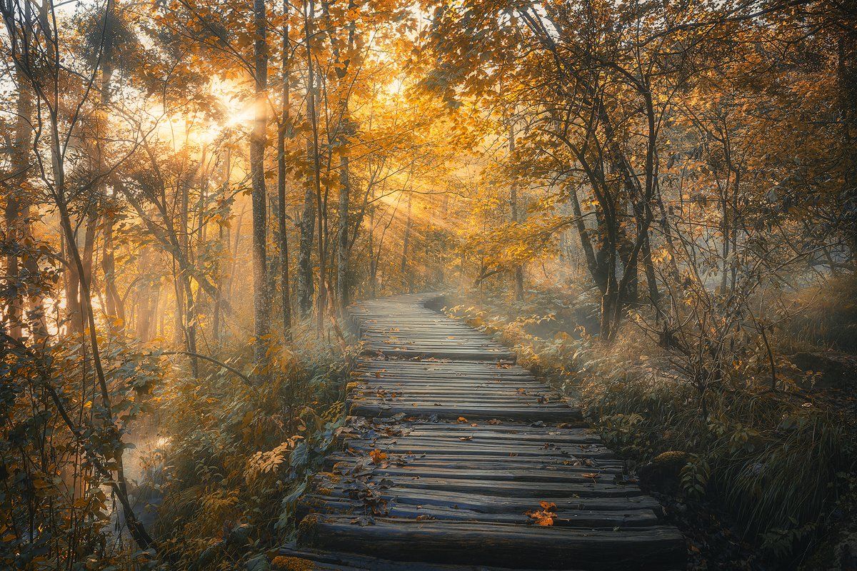 plitvice, lakes, croatia, sunrise, morning, mist, fog, forest, path, nature, outdoor , Roberto Pavic