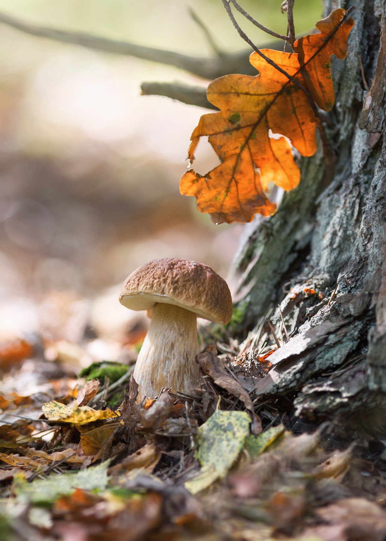белый гриб,моя беларусь, прогулки в лесу, дубовый лист цвета янтаря, теплая осень,жизнь, лесные истории,моя беларусь, ирина горюкина, Ирина Горюкина