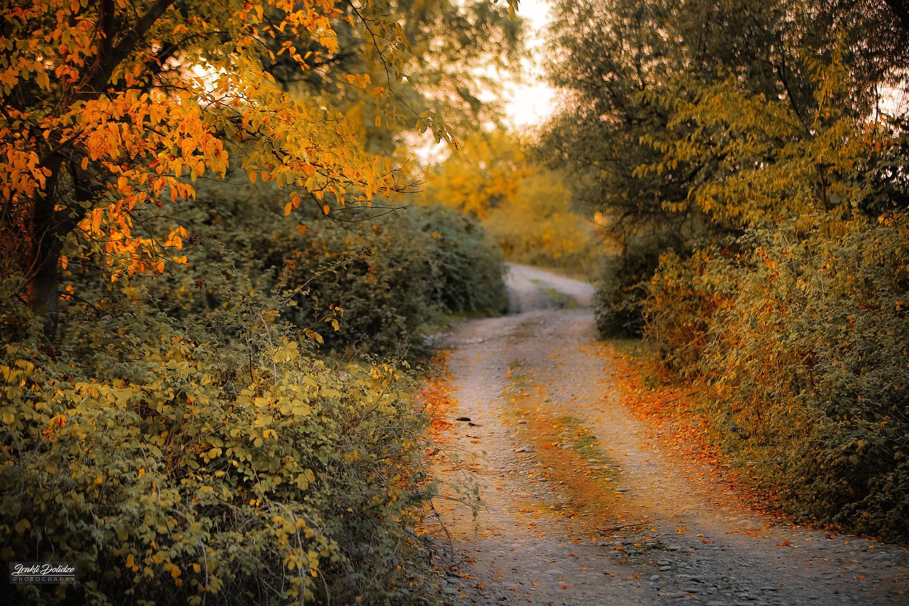 nature, landscape, yellow, red, leaves, leaf, road, travel, photography, ირაკლი დოლიძე